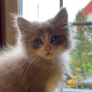 Meet your Posher, Sonya